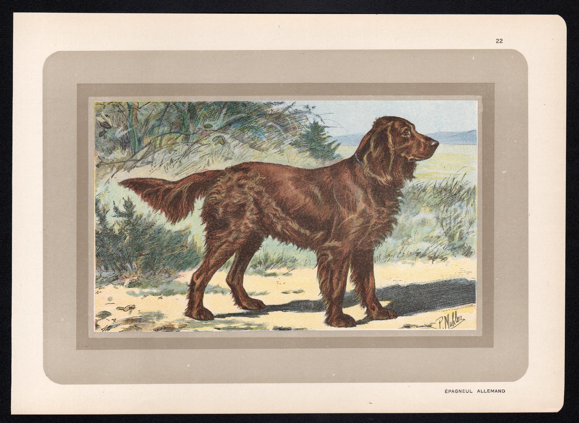Epagneul Allemand - German Spaniel, French hound, dog chromolithograph, 1930s - Print by P. Mahler