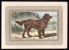 Epagneul Allemand - Spaniel alemán, sabueso francés, cromolitografía de perro, años 30