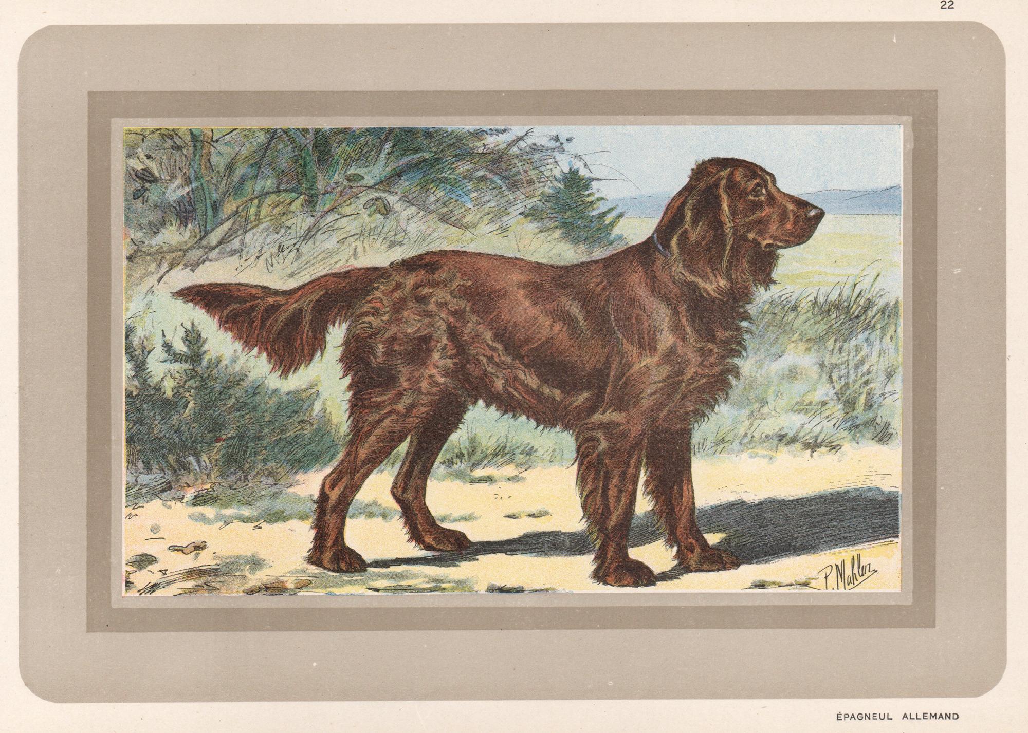 P. Mahler Animal Print - Epagneul Allemand - German Spaniel, French hound, dog chromolithograph, 1930s