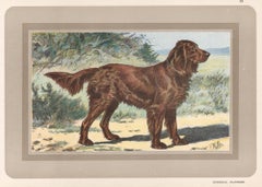Vintage Epagneul Allemand - German Spaniel, French hound, dog chromolithograph, 1930s