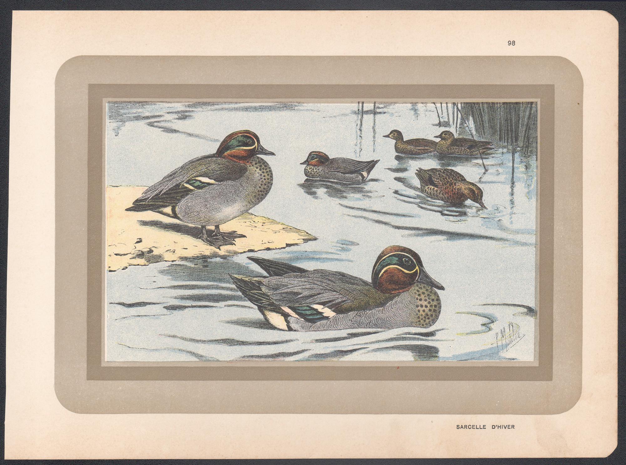Eurasian Teal, Französischer antiker Vogel-Enten-Kunst-Illustrationsdruck – Print von P. Mahler