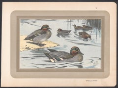 Eurasian Teal, French antique bird duck art illustration print