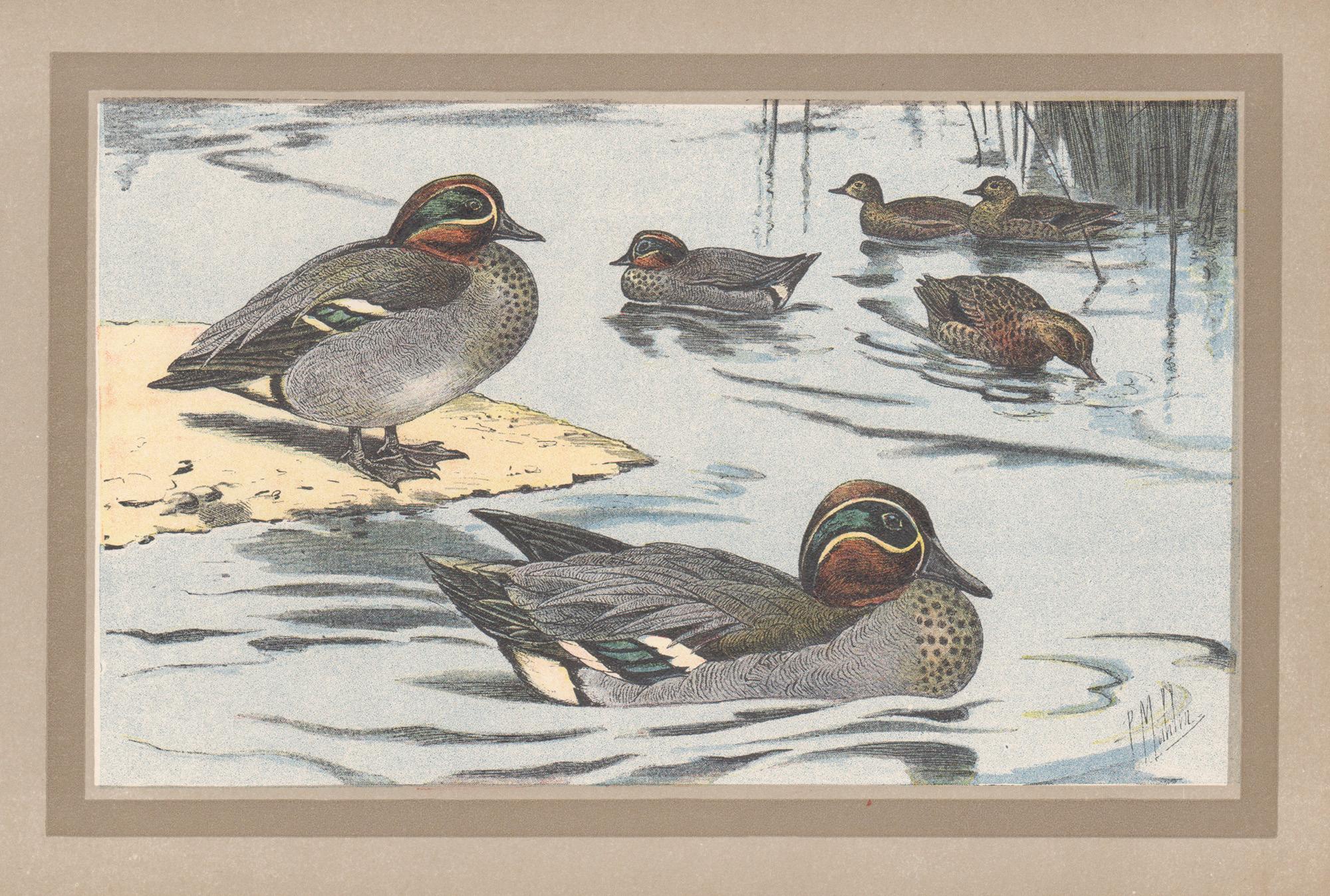 Cerceta euroasiática, impresión de ilustración de arte de pato de pájaro antiguo francés