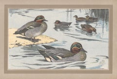Cerceta euroasiática, impresión de ilustración de arte de pato de pájaro antiguo francés