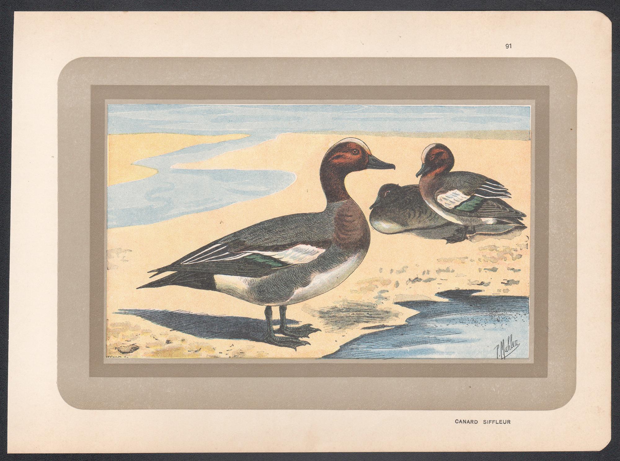 Eurasian Wigeon, Französischer antiker Vogel-Ente-Illustrationdruck – Print von P. Mahler