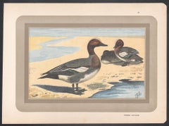 Eurasian Wigeon, French antique bird duck art illustration print