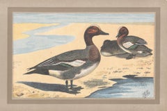 Eurasian Wigeon, French antique bird duck art illustration print