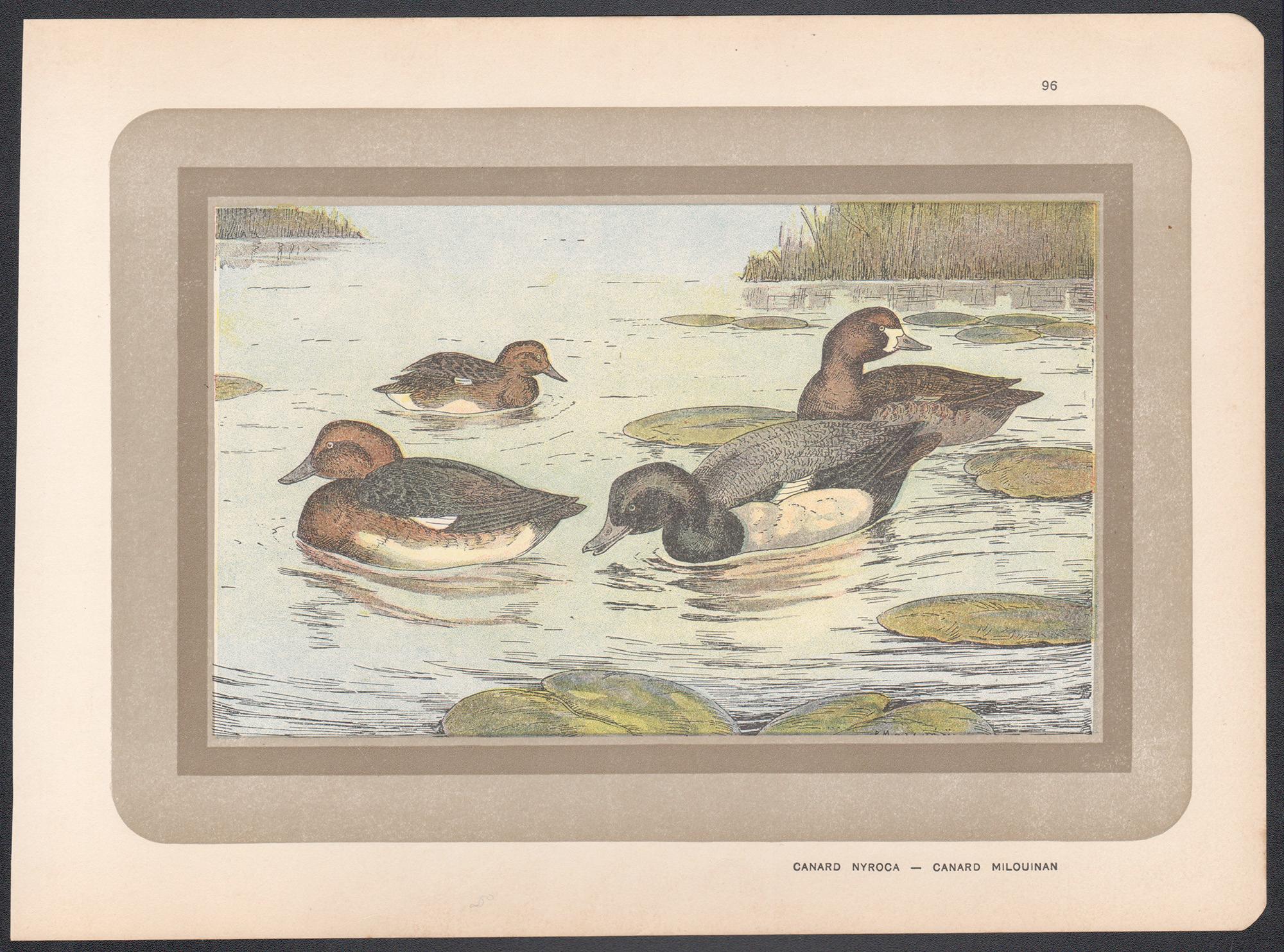 Ferruginous Duck, Französischer antiker Vogel-Ente-Illustrationdruck – Print von P. Mahler
