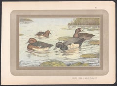 Ferruginous Duck, French antique bird duck art illustration print