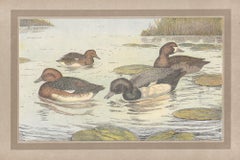 Ferruginous Duck, French antique bird duck art illustration print
