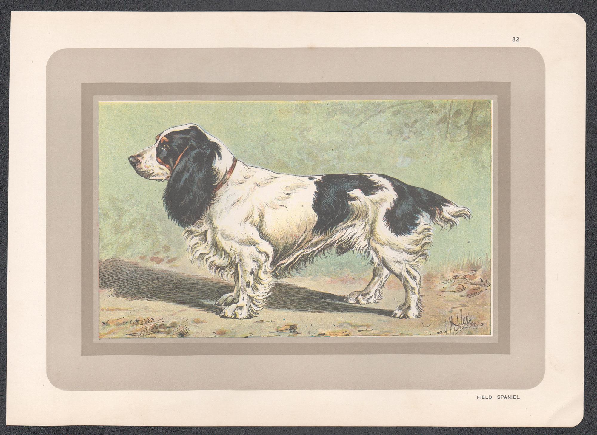 Field Spaniel, French hound dog chromolithograph print, 1930s - Print by P. Mahler