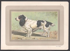 Field Spaniel, French hound dog chromolithograph print, 1930s