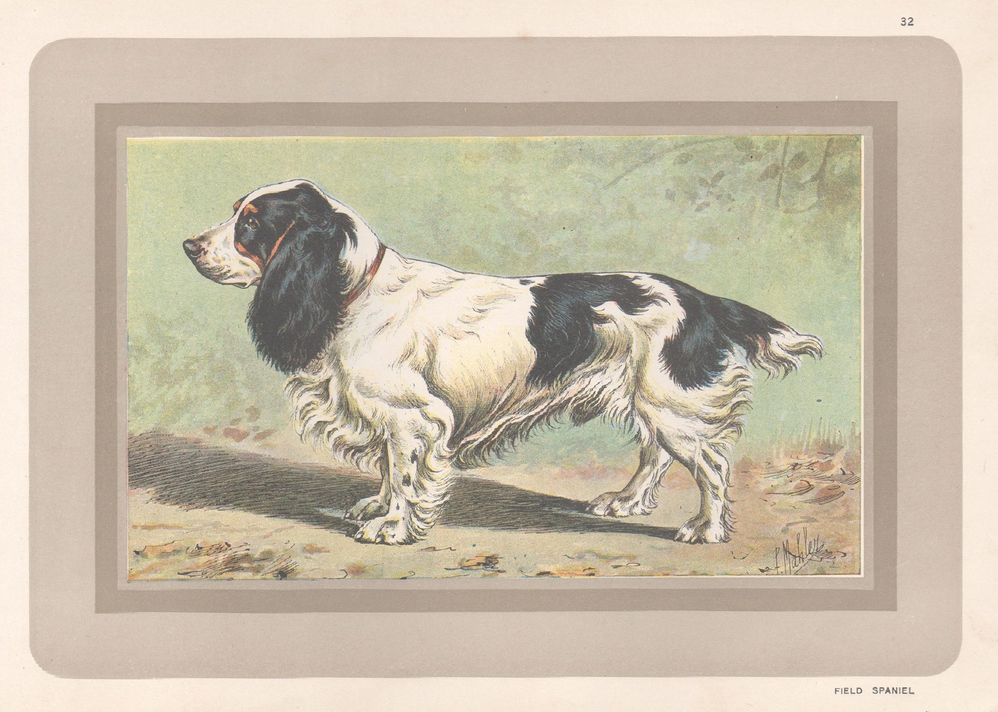 Animal Print P. Mahler - Impression chromolithologique d'un épagneul de champ, chien de chasse français, années 1930