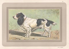 Field Spaniel, French hound dog chromolithograph print, 1930s