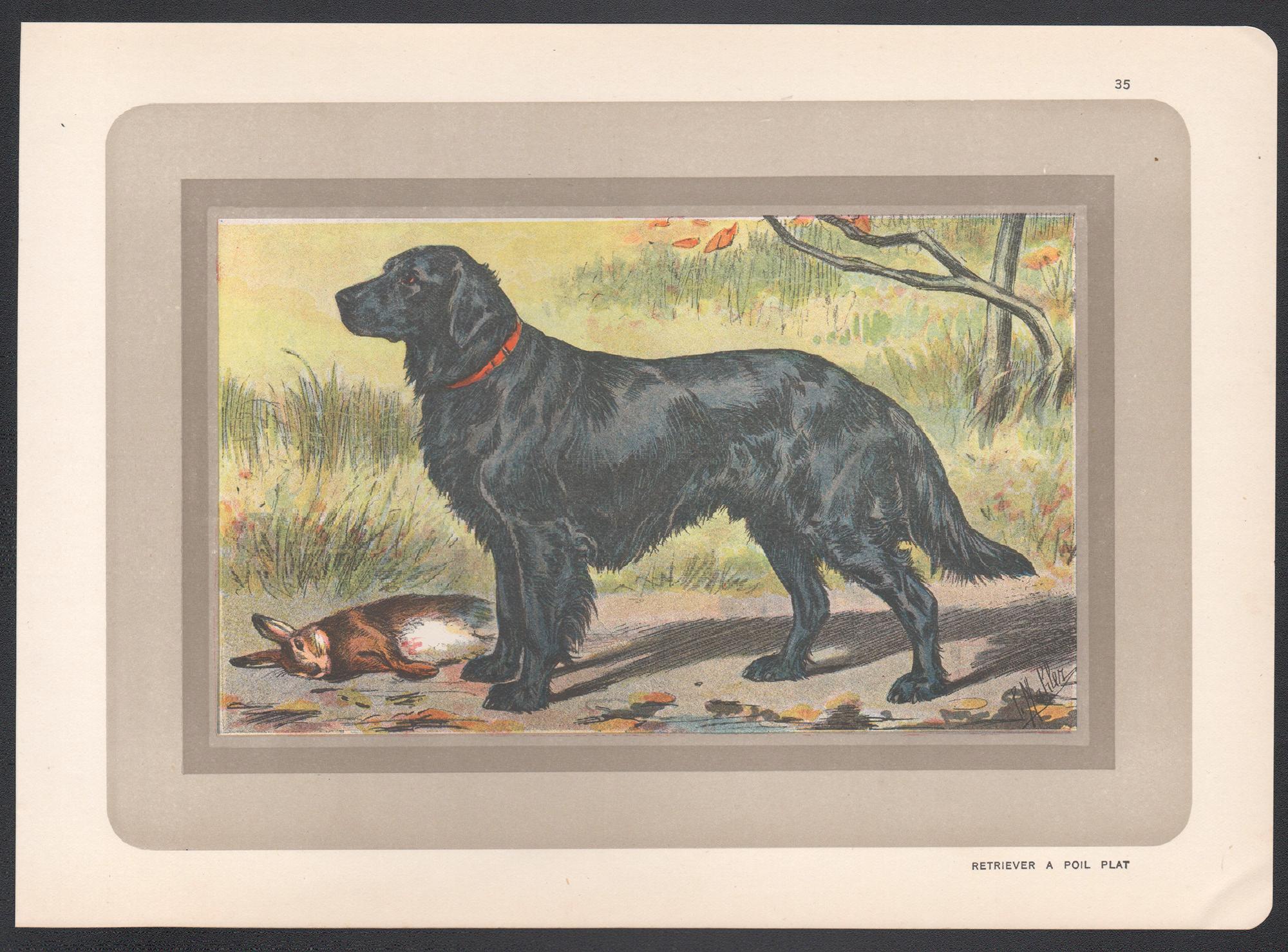 Flat Coated Retriever, French hound dog chromolithograph print, 1930s - Print by P. Mahler