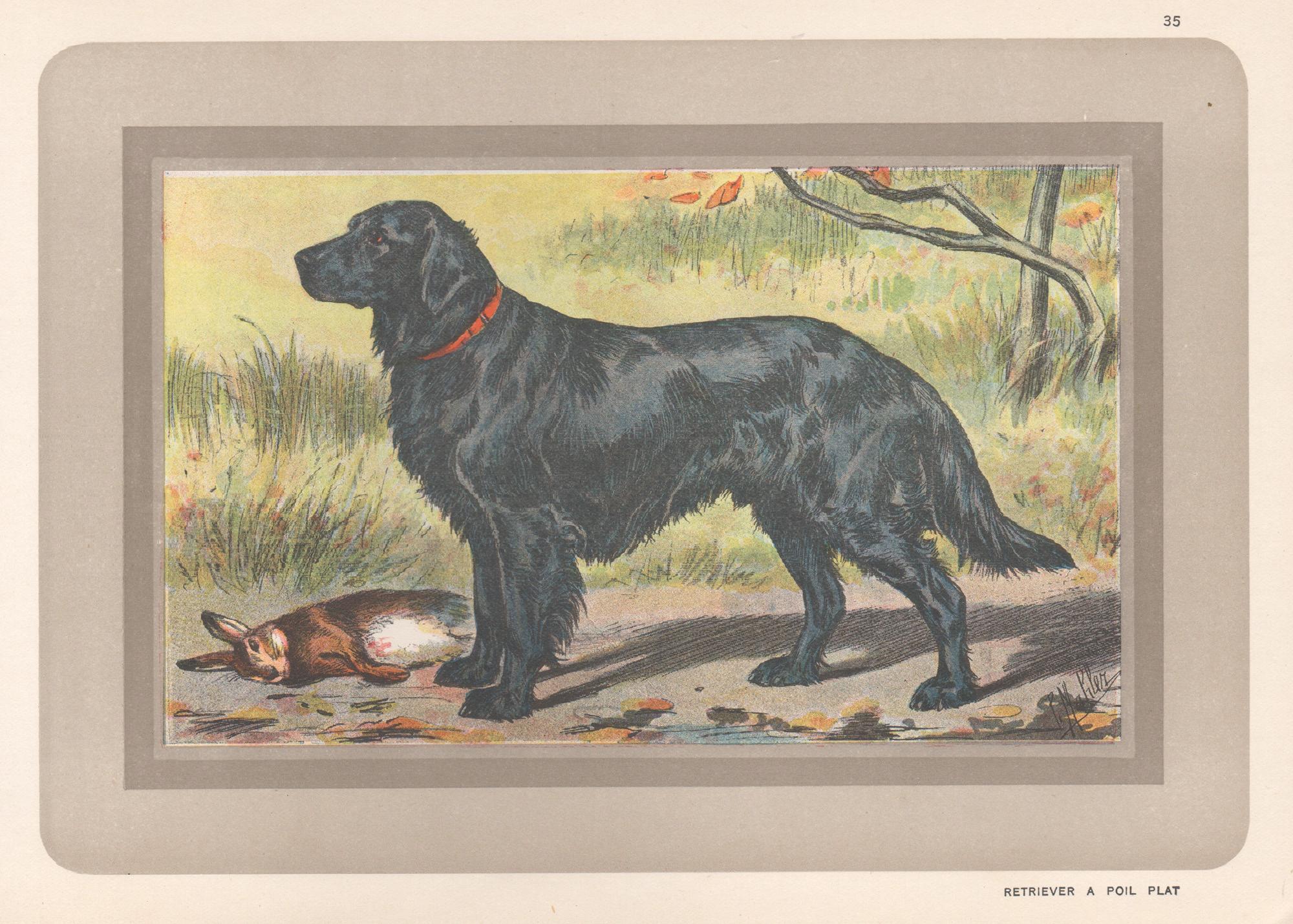 P. Mahler Animal Print - Flat Coated Retriever, French hound dog chromolithograph print, 1930s