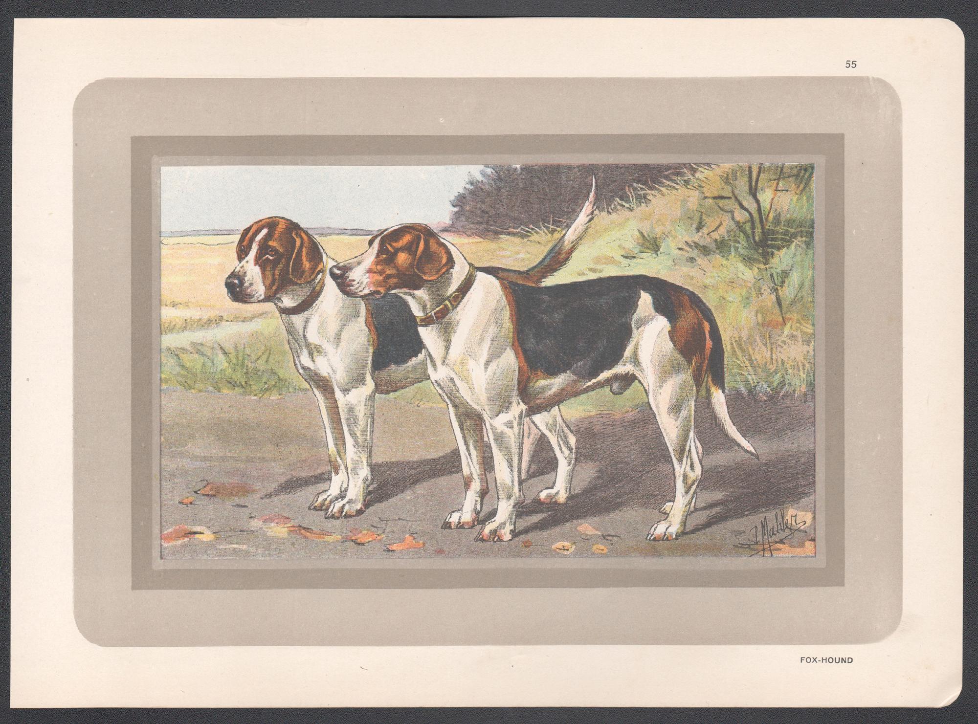 Fox Hound, French hound dog chromolithograph print, 1931 - Print by P. Mahler