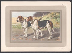 Fox Hound, cane da caccia francese, stampa cromolitografica, 1931