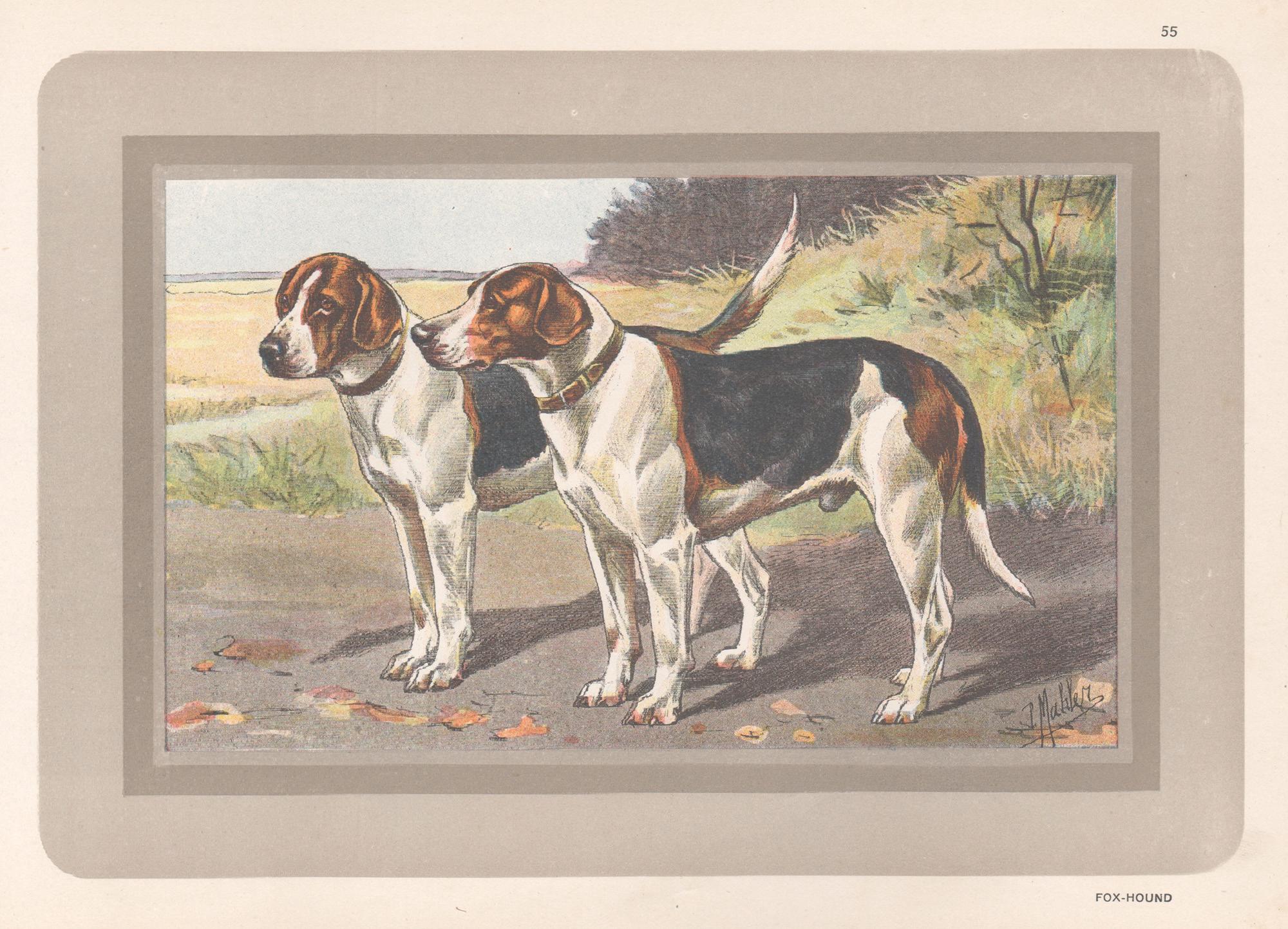 Animal Print P. Mahler - Impression chromolithographie de chien de renard, chien de chasse français, 1931