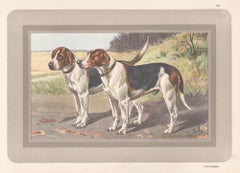 Vintage Fox Hound, French hound dog chromolithograph print, 1931