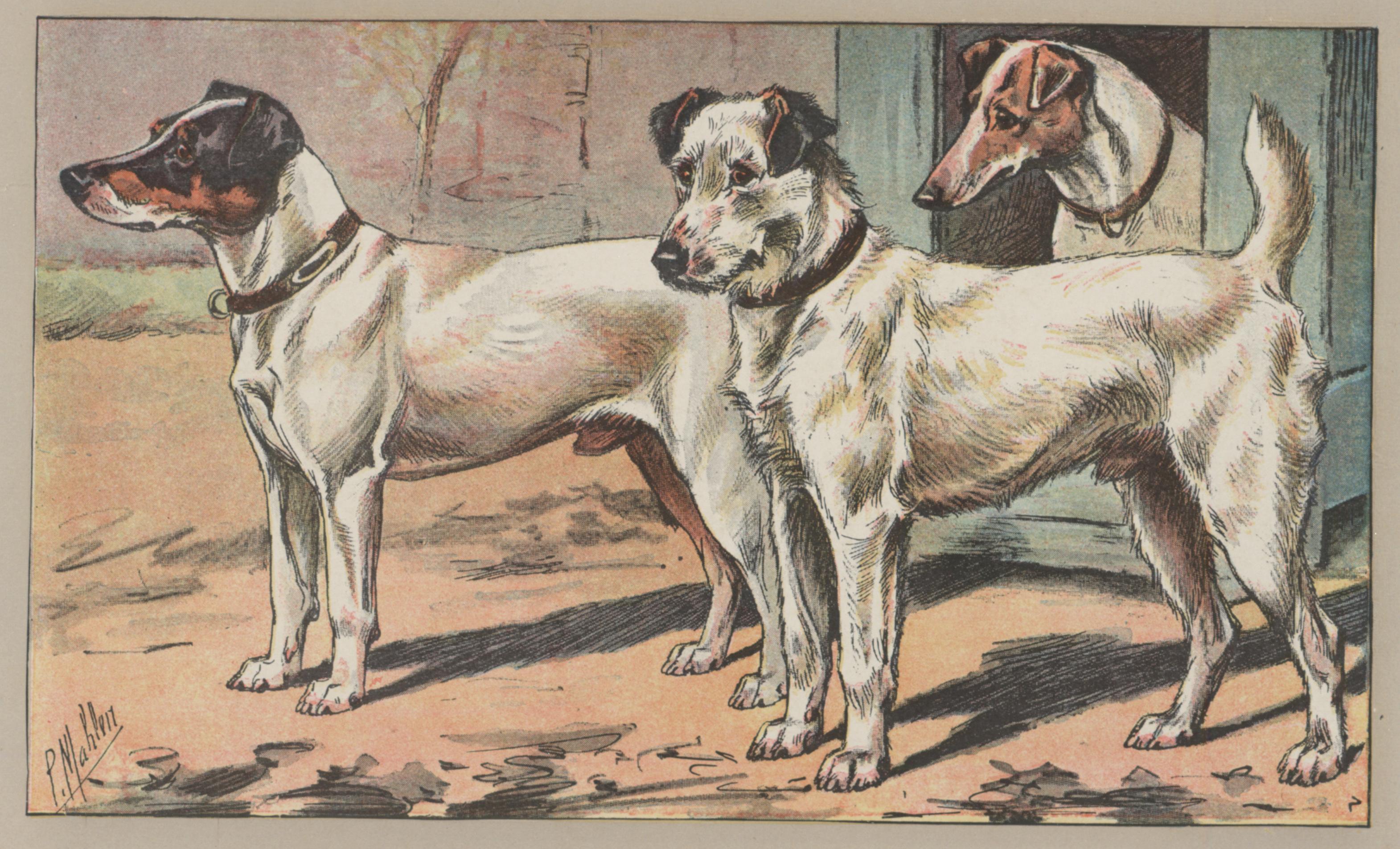 Fox Terrier - Print by P. Mahler