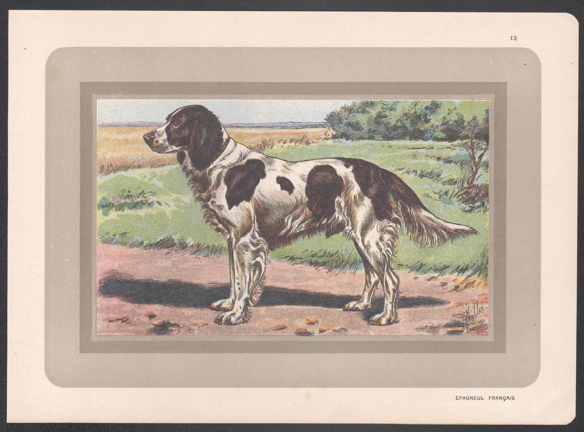 Impression chromolithographie d'un épagneul français, chien de chasse, années 1930 - Print de P. Mahler