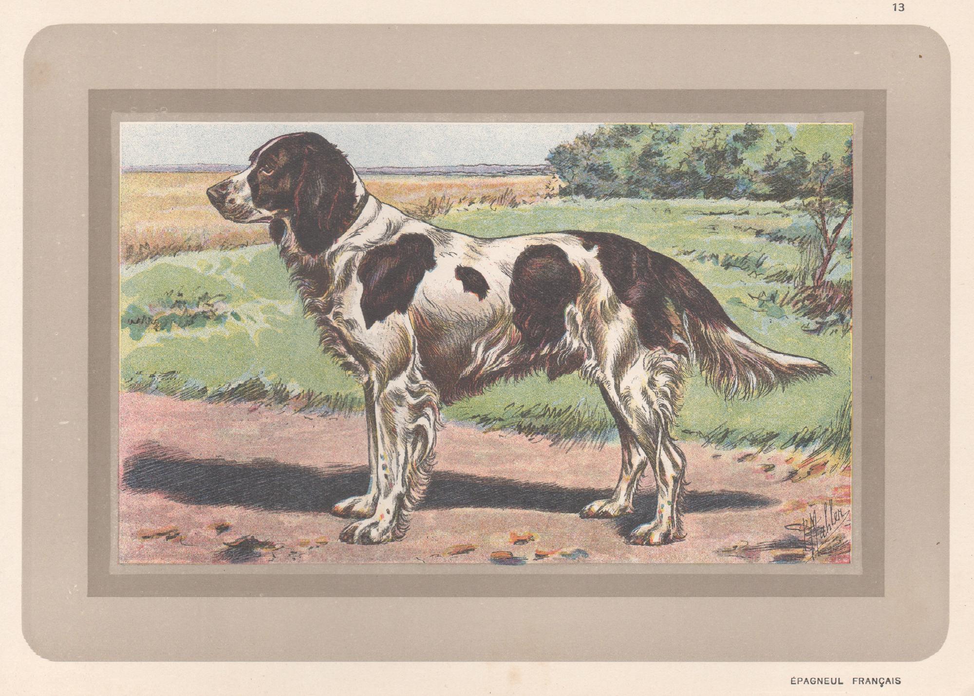 Animal Print P. Mahler - Impression chromolithographie d'un épagneul français, chien de chasse, années 1930