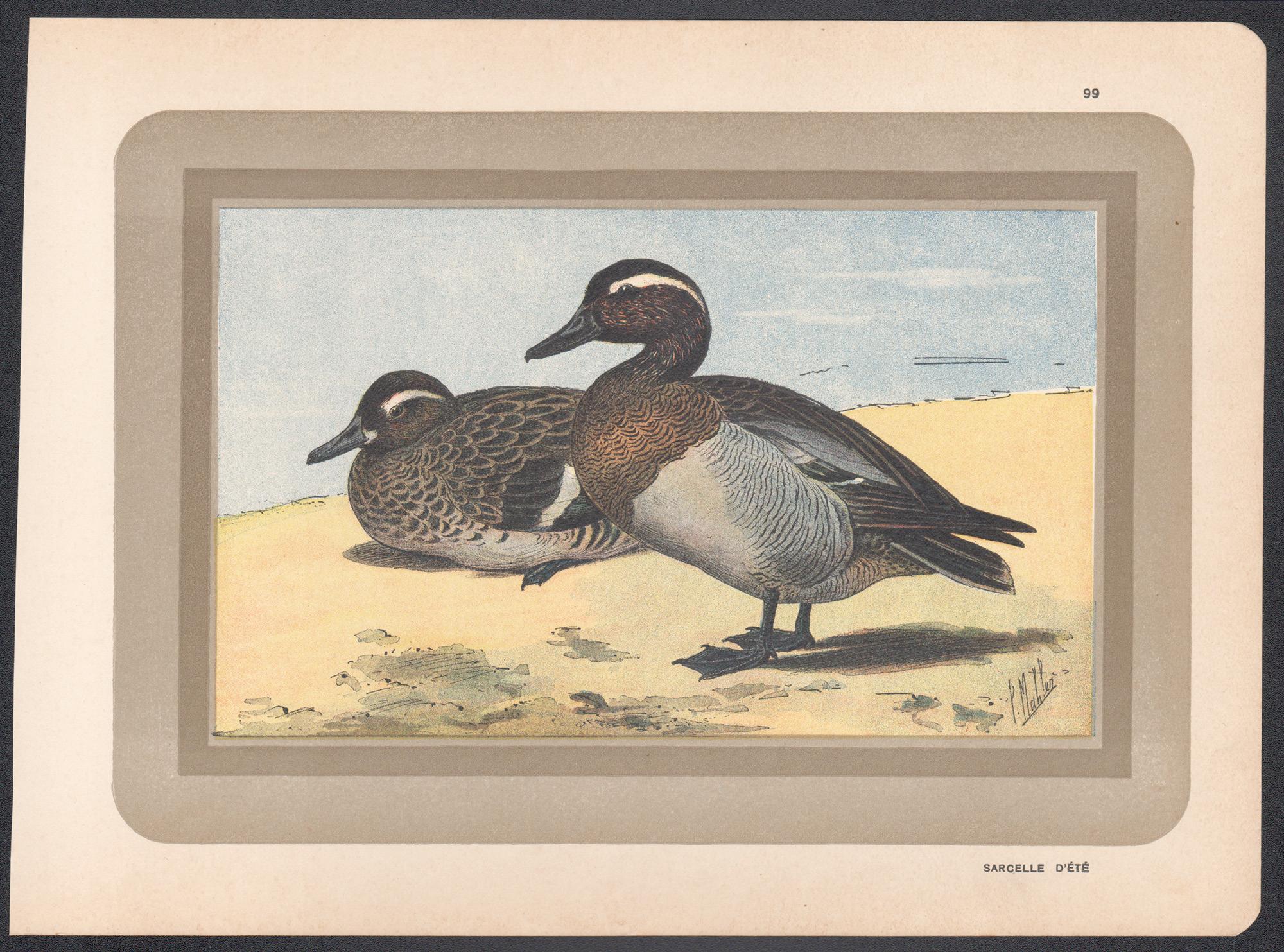 Garganey, French antique bird duck art illustration print - Print by P. Mahler