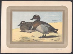Französischer antiker Vogel-Enten-Kunst-Illustrationdruck von Garganey