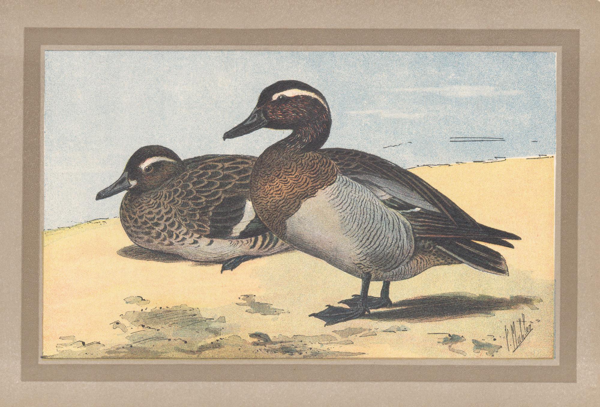 Garganey, French antique bird duck art illustration print