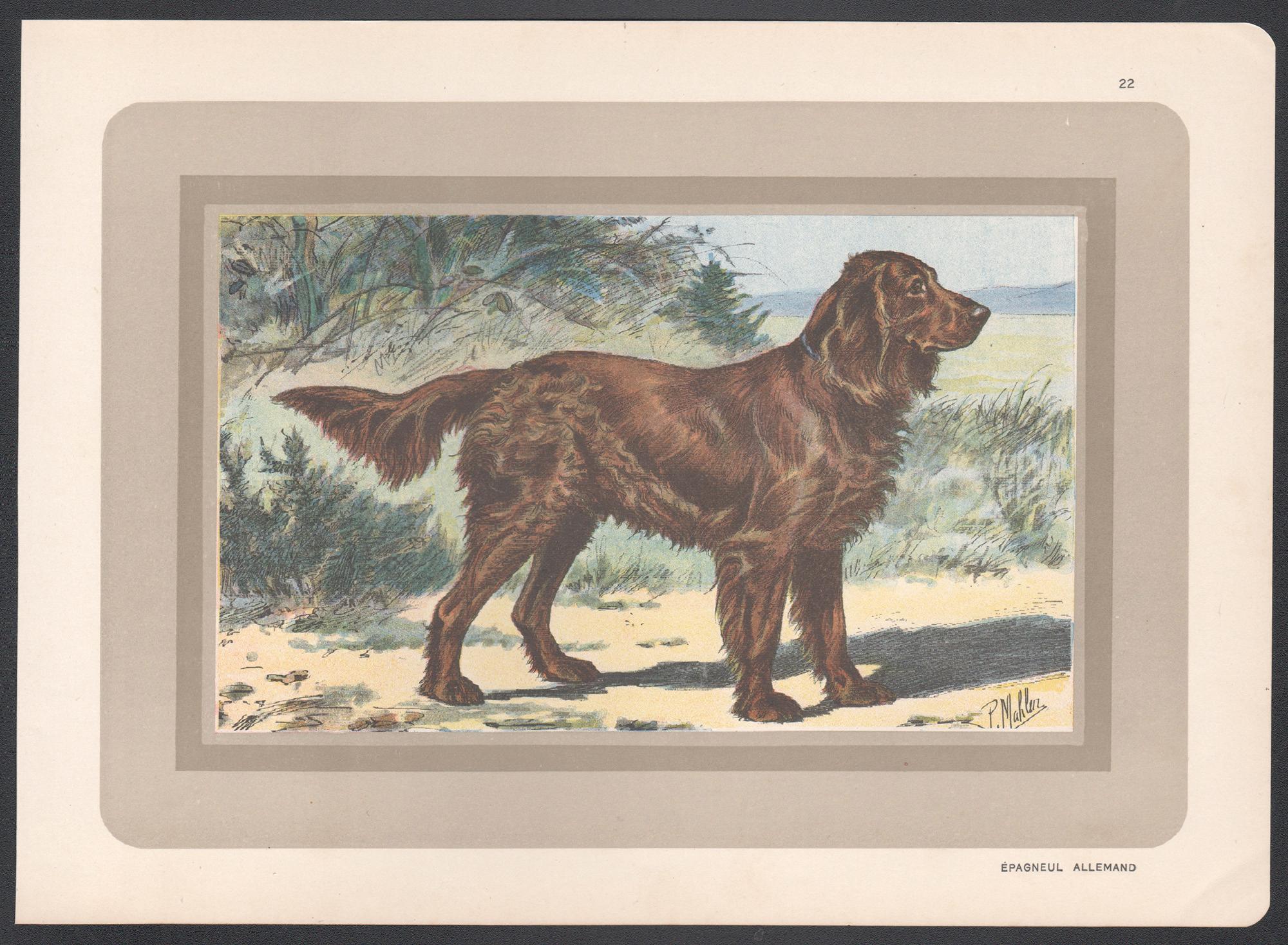 Impression chromolithographie d'un épagneul allemand, chien de chasse français, 1931 - Print de P. Mahler