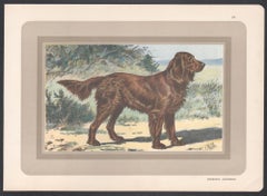 Deutscher Spaniel-Chromolithographiedruck mit Hund, Französisch, 1931
