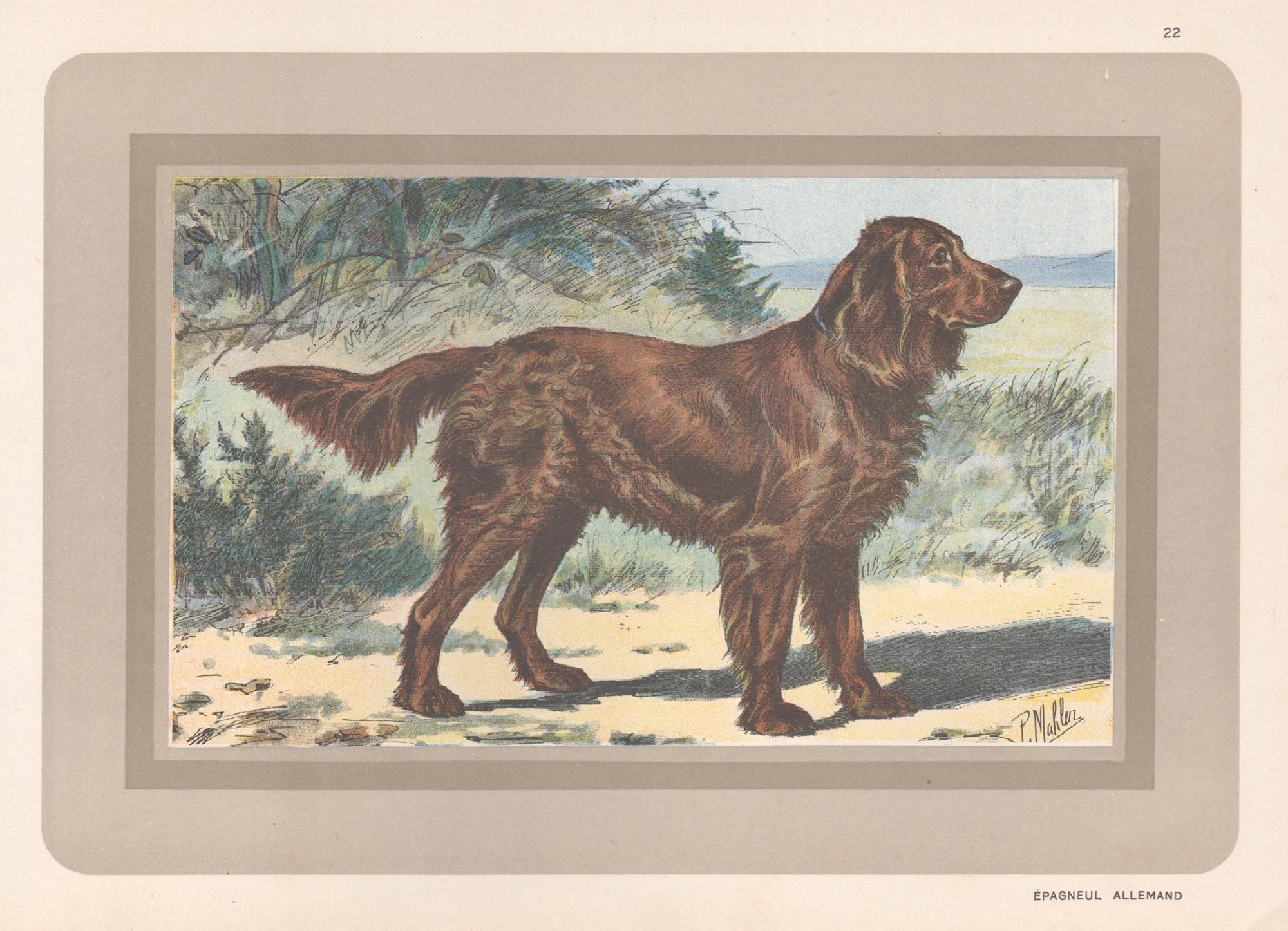 Animal Print P. Mahler - Impression chromolithographie d'un épagneul allemand, chien de chasse français, 1931