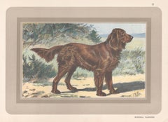 German Spaniel, French hound dog chromolithograph print, 1931