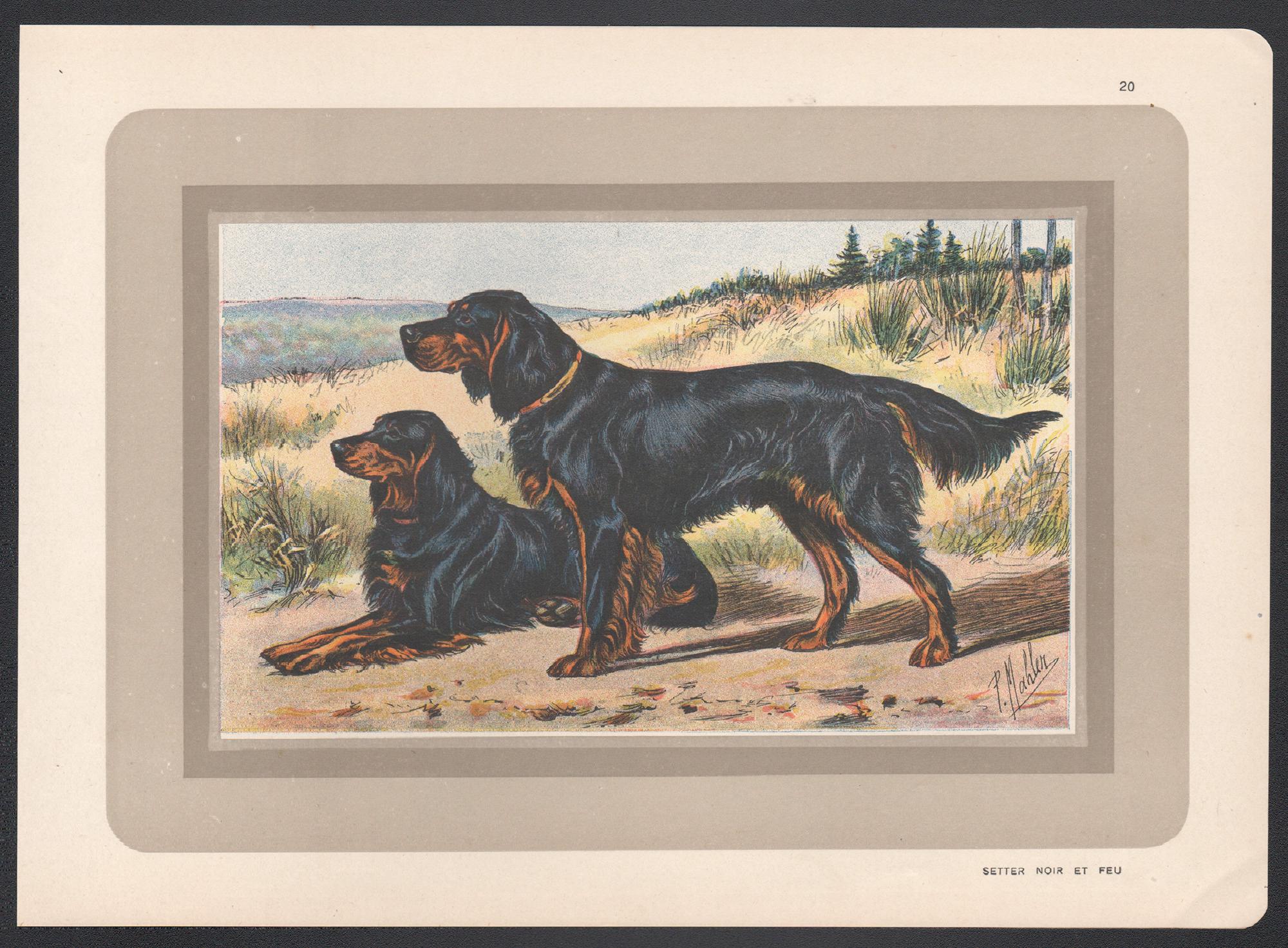 Gordon Setter, impression chromolithographie d'un chien de chasse français, années 1930 - Print de P. Mahler
