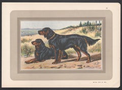 Gordon Setter, French hound dog chromolithograph print, 1930s