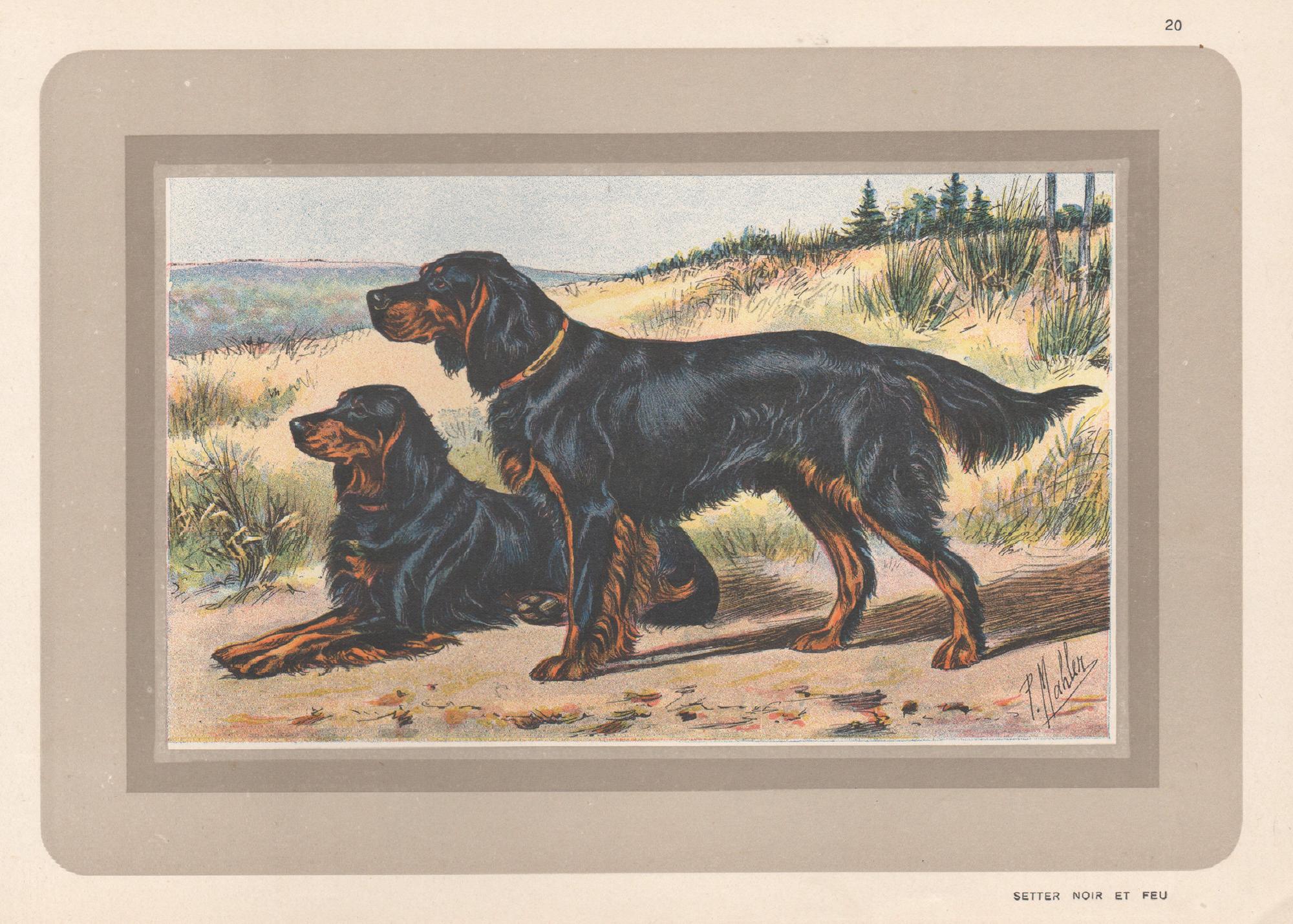 Animal Print P. Mahler - Gordon Setter, impression chromolithographie d'un chien de chasse français, années 1930