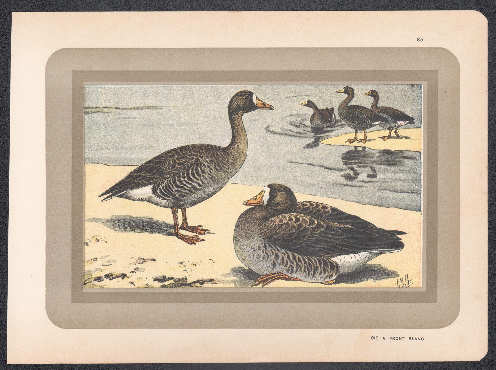 Weißwangengans, Französisch antike Vogel Ente Kunst Illustration drucken – Print von P. Mahler