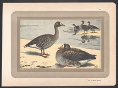 Great White Fronted Goose, French antique bird duck art illustration print