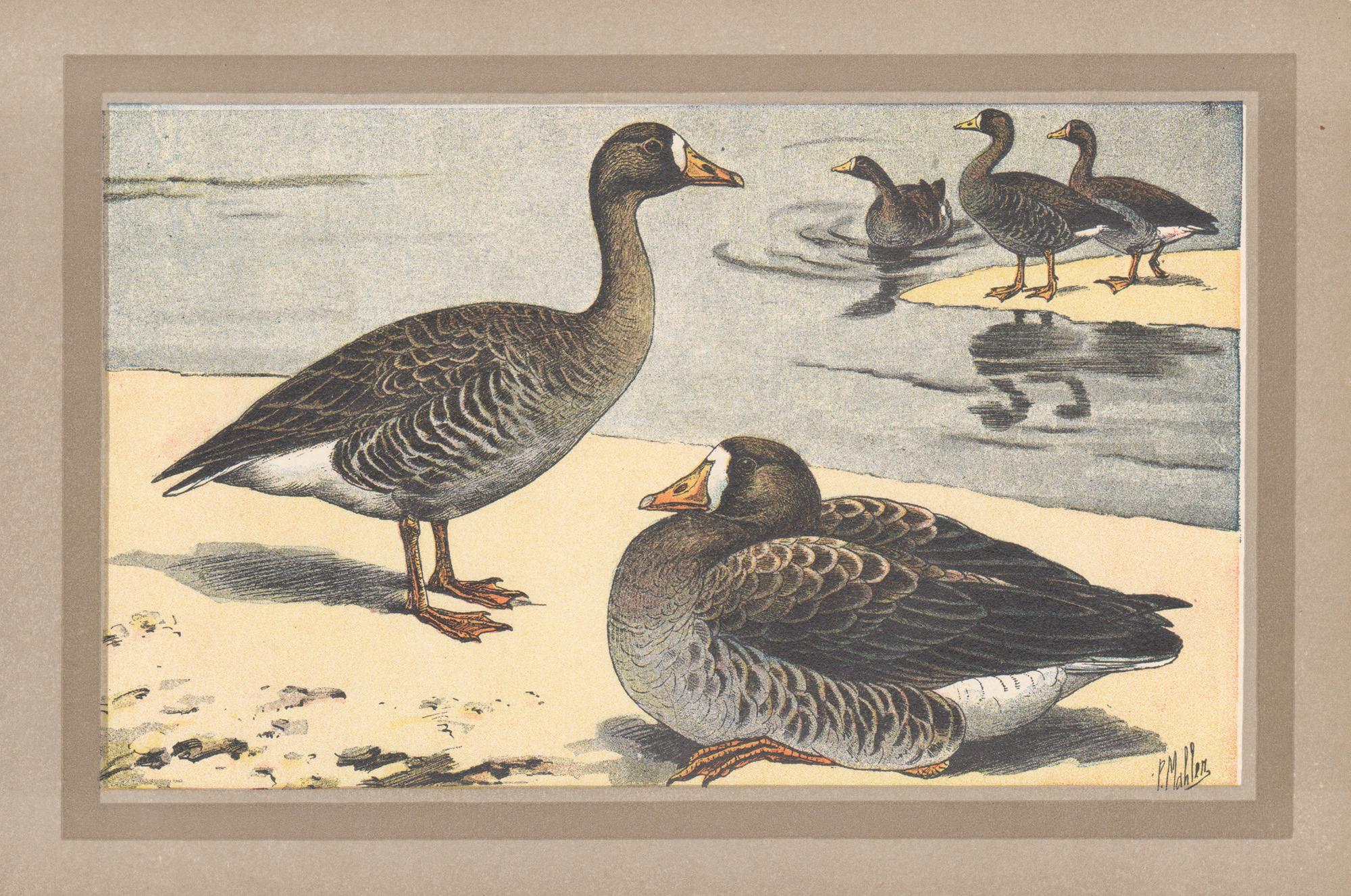 Animal Print di P. Mahler - Oca grande dalla fronte bianca, stampa d'arte antica francese di uccelli e anatre