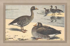 Grande oie à façade blanche, illustration d'art française ancienne de canard d'oiseau