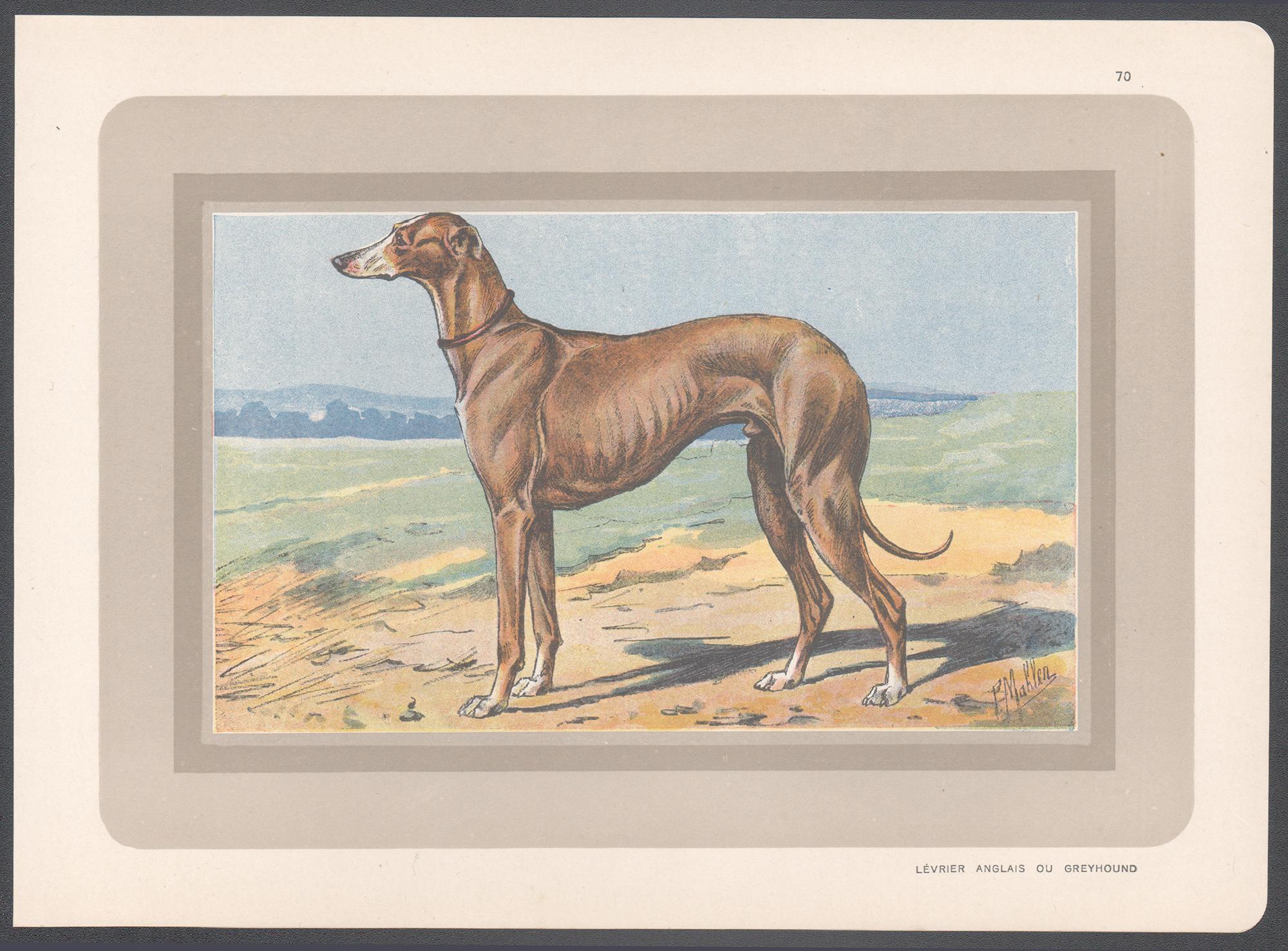 Impression chromolithographie d'un lévrier, chien de chasse français, années 1930 - Print de P. Mahler