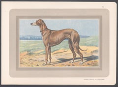 Greyhound, French hound dog chromolithograph print, 1930s
