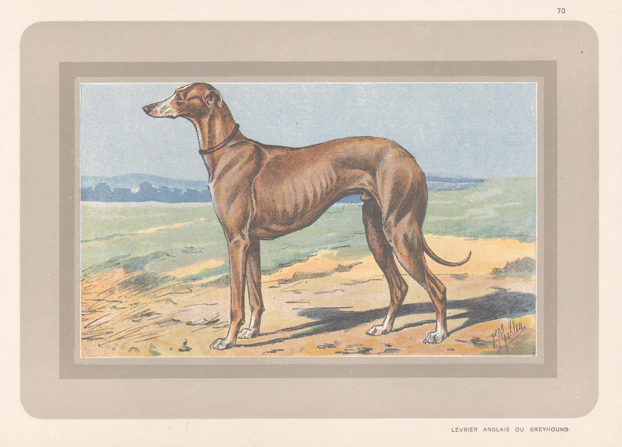 Animal Print P. Mahler - Impression chromolithographie d'un lévrier, chien de chasse français, années 1930