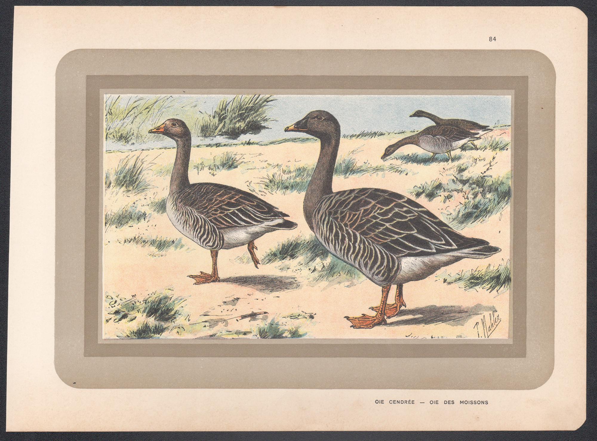 Greylag Goose, French antique bird duck art illustration print - Print by P. Mahler