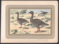 Greylag Goose, French antique bird duck art illustration print