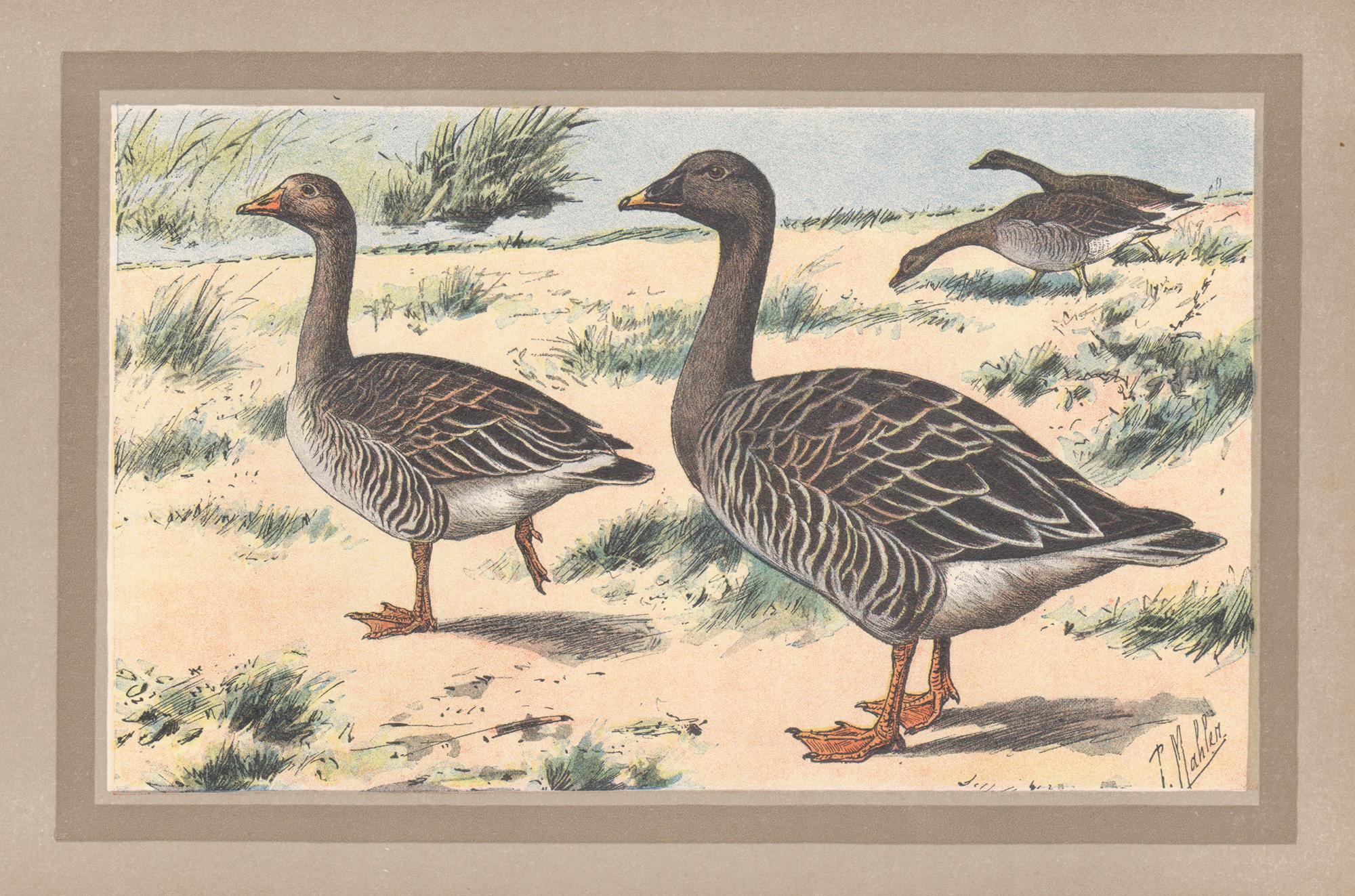 Greylag Goose, French antique bird duck art illustration print