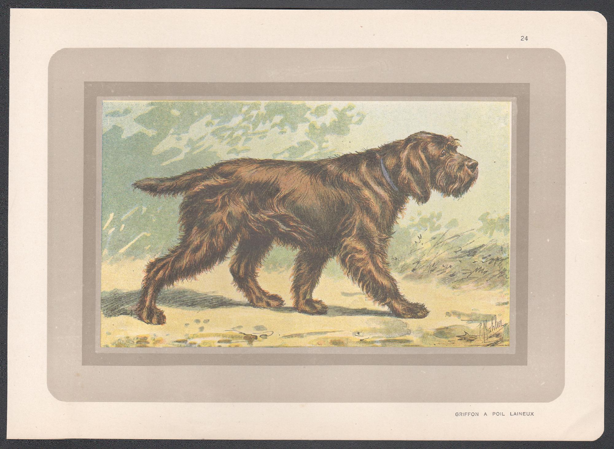 Griffon A Poil Laineux, Französischer Chromolithographiedruck mit Hund, 1931 – Print von P. Mahler