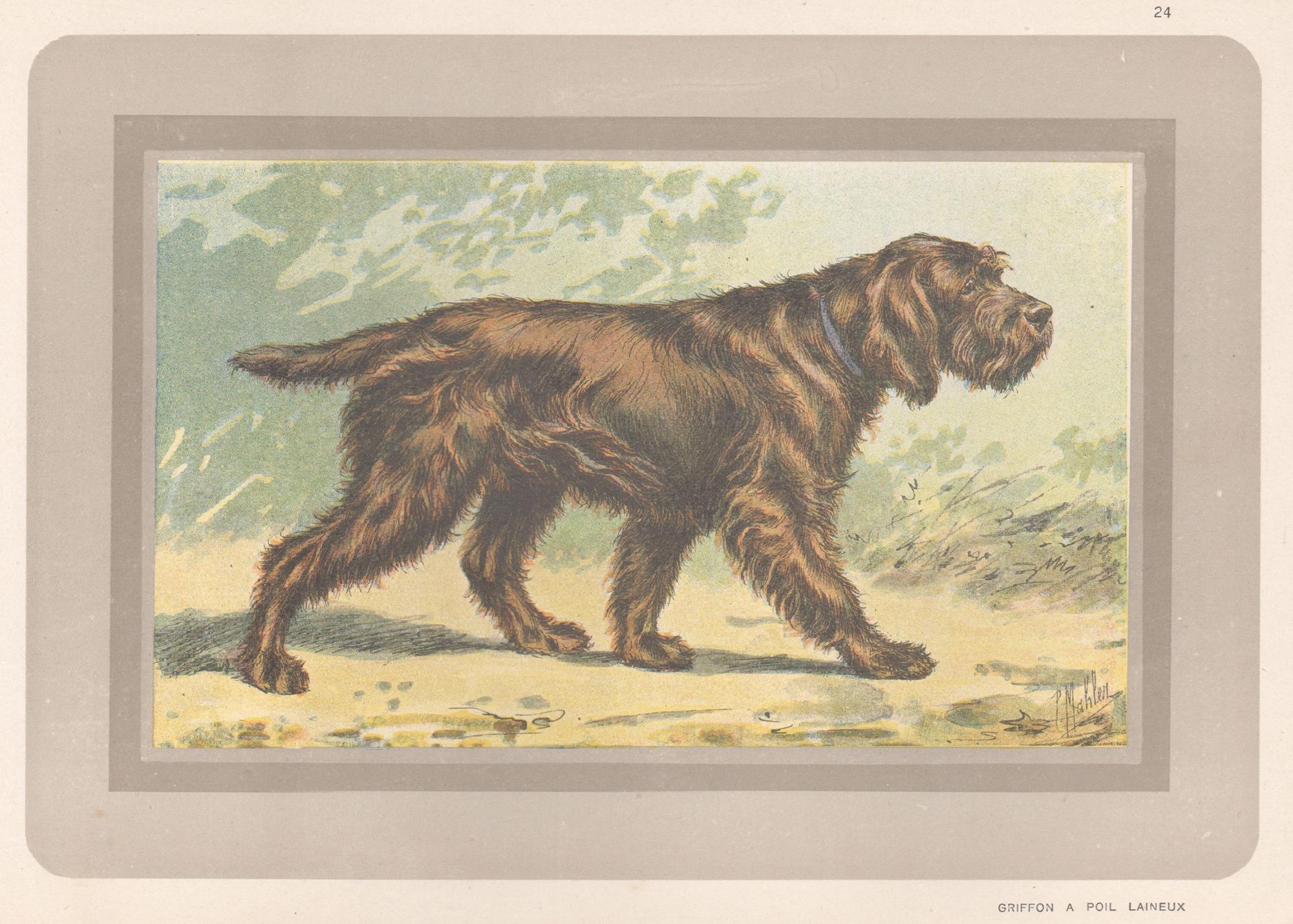 Animal Print P. Mahler - Griffon A Poil Laineux, gravure chromolithographie de chien de chasse français, 1931