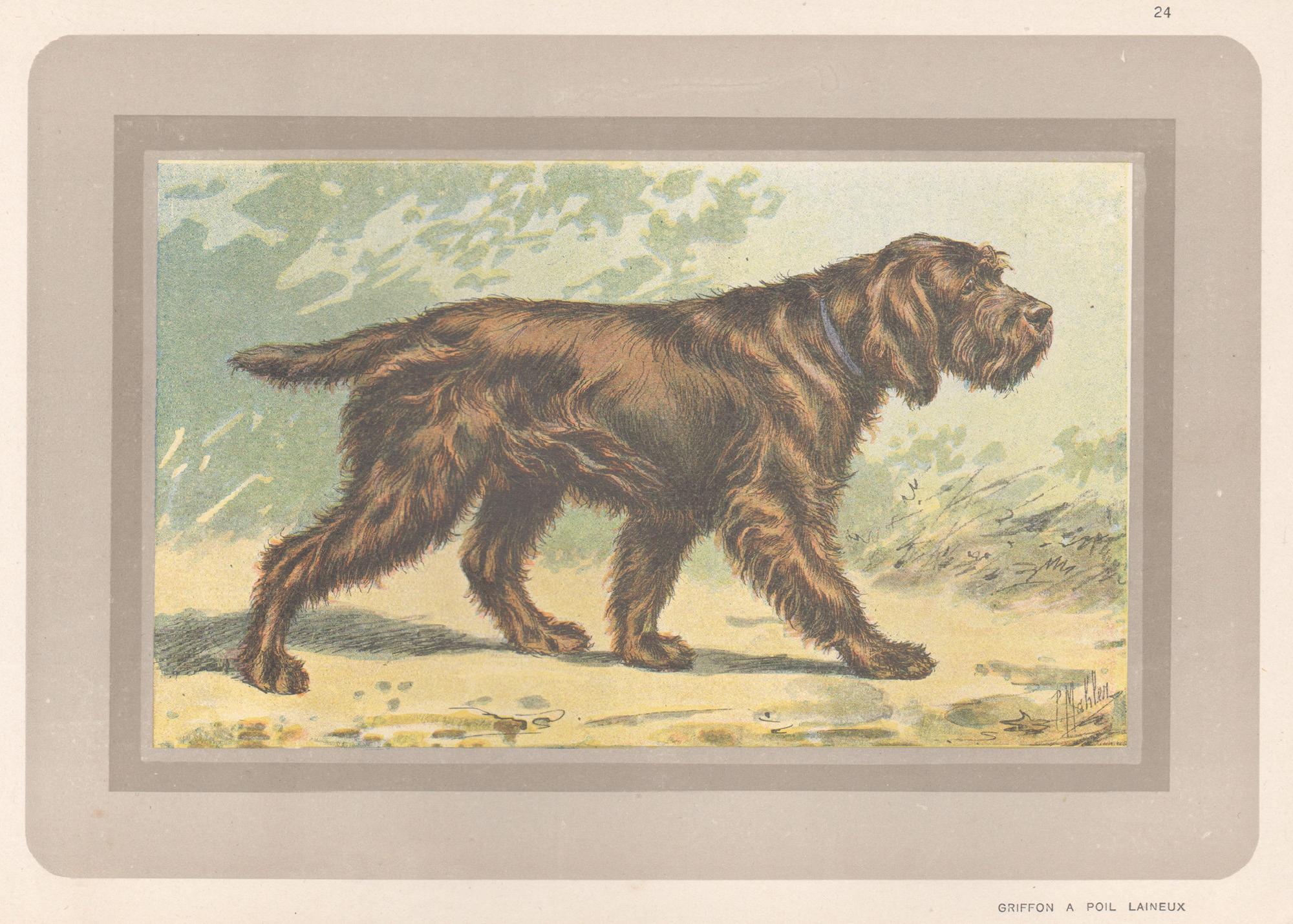 Animal Print di P. Mahler - Griffon A Poil Laineux, cane da caccia francese, stampa cromolitografica, 1931